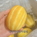 막뚱이네 | 성주참외 추천 아삭하고 달콤한 프리미엄 로얄과 정품 성주참외 막뚱이네 솔직 후기!
