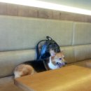 아이러브퍼피 이미지