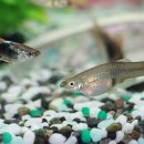 구피 카카오 검색결과