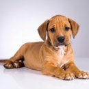 우리들의 댕댕이 이미지