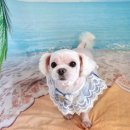 댕댕아야옹 이미지