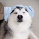 밥상저격