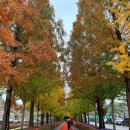 영인농장 | 아산 가볼만한곳 추천 피나클랜드 수목원 가을국화꽃축제 솔직후기