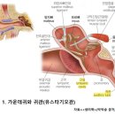 감기에 걸린 아이에게 중이염 잘 오는 이유는? [의사에게 배우는 인체생리학] 이미지