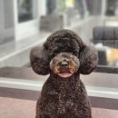 우한수 애견미용실 이미지