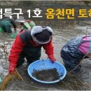 청자골토하 Daum카페