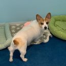 멍그니엘 애견호텔 수원점 | 망포애견호텔 사진 많이 보내줘서 마음 놓였던 호텔링 후기