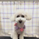 탱스땡스 이미지