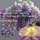 금은조제 이미지