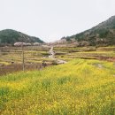 두모유채꽃메밀꽃단지