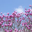 Magnolia 티스토리