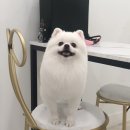 댕댕이미용 이미지