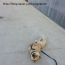 뜰안작은성 이미지