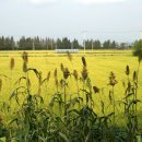 아라파크 이미지