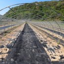 영천열매마농장 | 영천시 열매 마 농장 매매