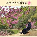 문수사 입구 | 충남 여행 서산 문수사 겹벚꽃 명소! 핑크빛 겹벚꽃터널 속으로... (26.4.20.다녀옴)