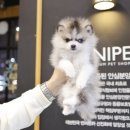 미니펫 강아지분양 고양이분양 부천점 | 부천강아지분양 폼스키 특별합니다