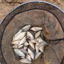 영천참붕어 이미지