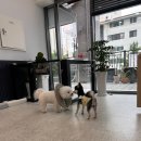펫 달:리(Pet Dal:Li) 이미지