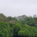 맹그로브 짐 | [코타키나발루] 반딧불투어 시간 선셋+맹그로브 체크아웃 투어 추천