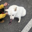 더사랑할개 | 대형견 출장미용 추천, 이동 스트레스 줄인 사랑할개 반려견 미용 후기