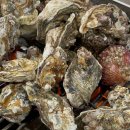 보령 나들이 2코스 | 보령 천북굴단지 석화맛집 예산굴수산 굴코스 추천 내돈내산 찐후기