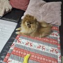 페리카나치킨기아점 | 소하2동 페리카나 기아점 내돈내산 후기 : 후라이드 반마리 가능해서 자취생, 1인가구에 최적입니다.
