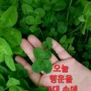 행운을드립니다 이미지