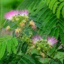 비실연꽃마을 이미지