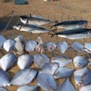 진도생선마을 이미지