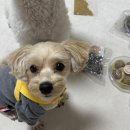 애견이야기 | 인천 애견수제간식으로 유명한 멍이네이야기, 숭의동 간식 후기