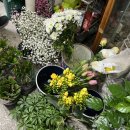 유정화원 이미지