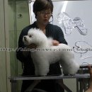 서울애견미용학원 -Dog news- 비숑프리제 세미나 후기 이미지