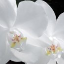 올바르개 이미지