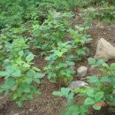 약이 되는 산야초 이미지