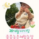 정복농장 | 🍓 20개월 아기와 딸기체험! 율봄농촌체험농장 완전정복 (딸기따기·만들기·동물체험까지)