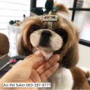 아지펫살롱 이미지