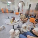 개랑놀아주는남자 이미지