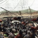 성계농장 이미지