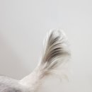 이쁘개 이동미용 이미지