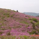 삼문산 진달래공원 Daum카페