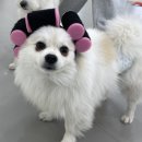 도기크루 이미지