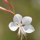 흰구름 맑은달 이미지