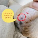 더펫살롱 | [매교역] 처음이자 마지막일 듯한 정쌤펫살롱 방문 후기