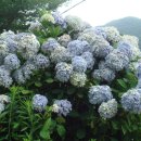 황령산 편백단지 이미지