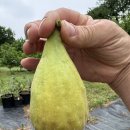 Banane fig(바나네 무화과) - 바나나처럼 길쭉한 무화과(8월의 길쭉한 것 : 롱도우 Longue d'Août ) 이미지