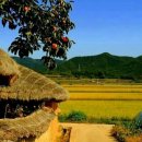 황금물결 이미지