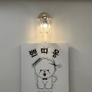 송이애견 | 센텀애견미용 쁘띠몽｜5개월 말티푸 송이 첫 배냇미용 후기