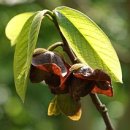 파우파우(PAW PAW) 이미지