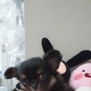 쥬티펫 신탄진점 이미지